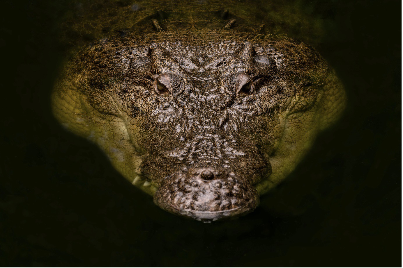Image of a crocodile