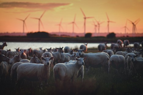 Sheep in front of windmills