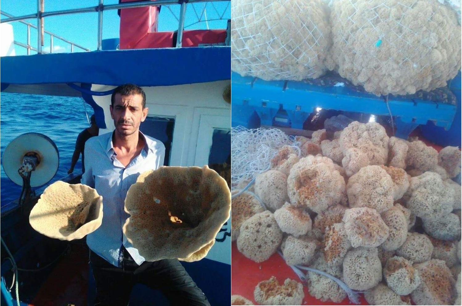 Sea Sponge, the national treasure, or Sfinz as they call it in Tunisia. Picture courtesy of Samir.